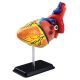 Anatomy 3D Heart Model Kit with Interactive CD