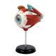 Anatomy 3D Eyeball Model Kit with Interactive CD